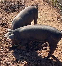 edit-pigs3