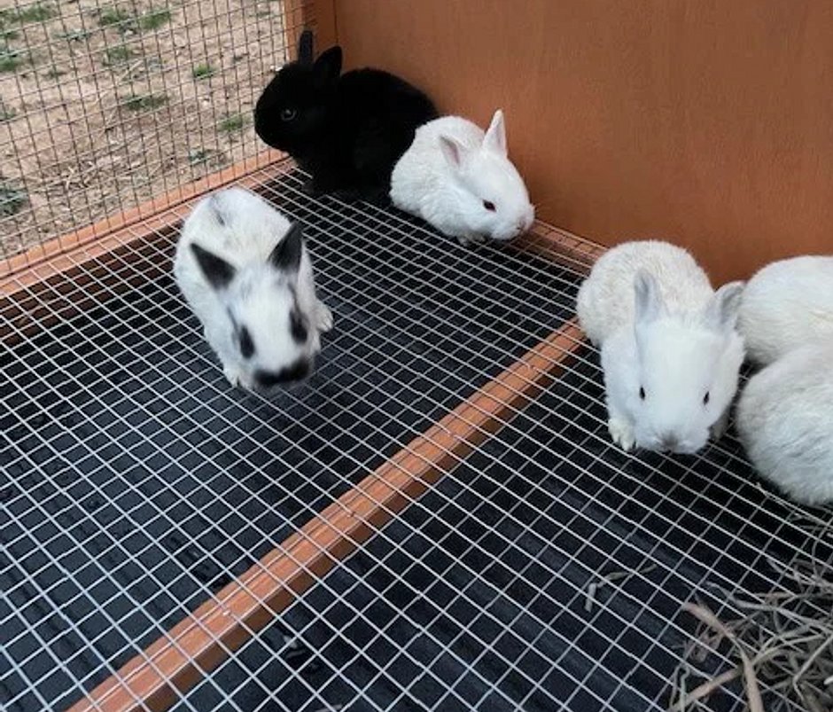 spring 2022 baby bunnies