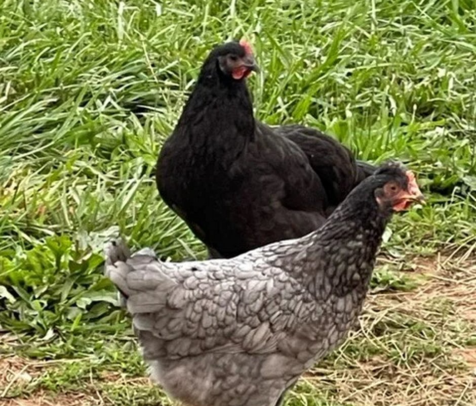 a couple of our pullets