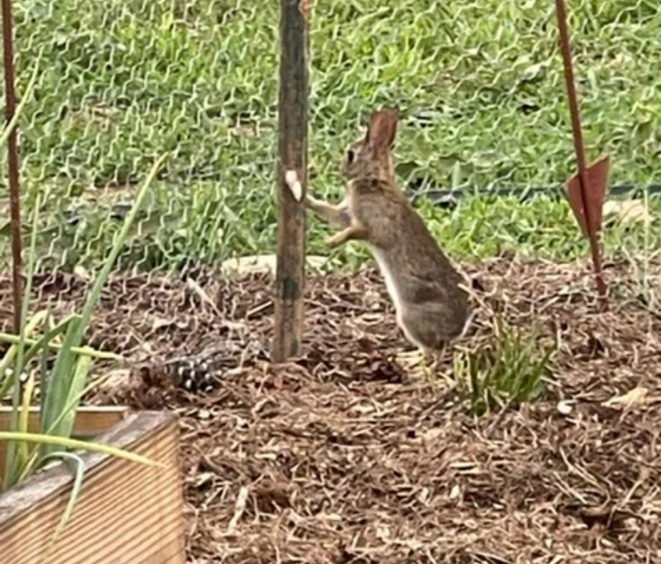 Garden visitor